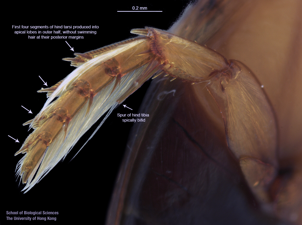 Right hind tarsi (ventral view)